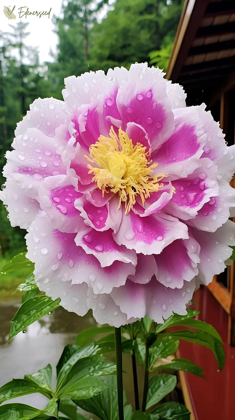 Black Beauty Peony Flower Seeds