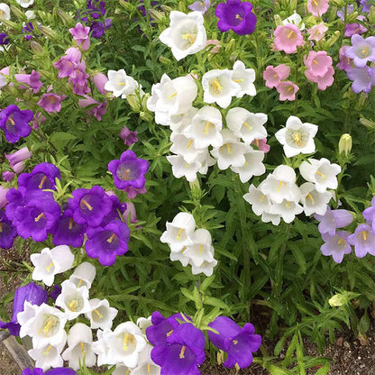 Bellflower Seeds/Canterbury Bells Seeds