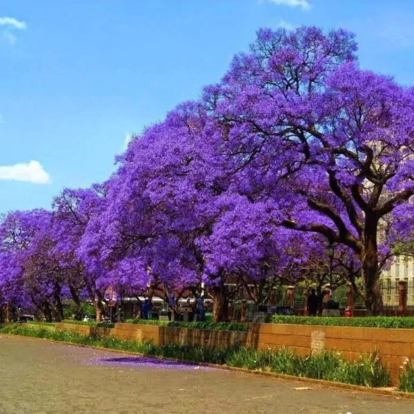 Jacaranda Seeds