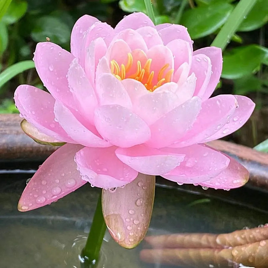🌸LAST DAY Promotion 50% OFF🌸 Hydroponic Lotus 🌸 | Fresh, Simple & Beautiful(🌱Survival Guaranteed: Free Replacements🌿)