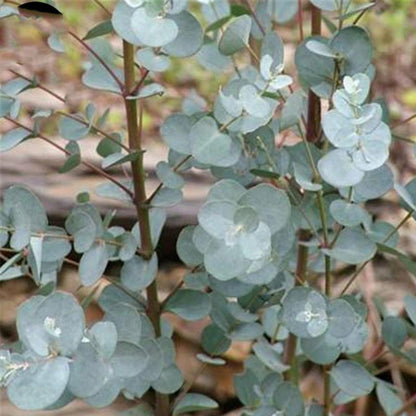 Egrow 50 Pcs/Pack Eucalyptus Seeds Silver Dollar Tree Eucalyptus Cinerea