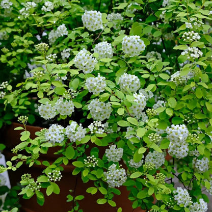 💛Golden Fountain Spiraea