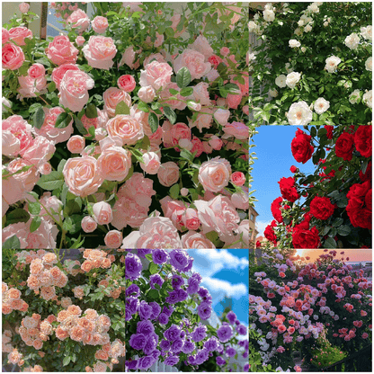 Spring Promotion 49% OFF - 🌱Climbing Rose Seeds
