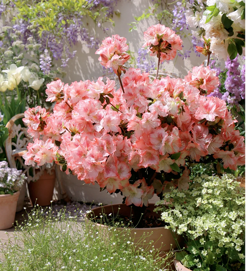 🌺Rhododendron Seeds