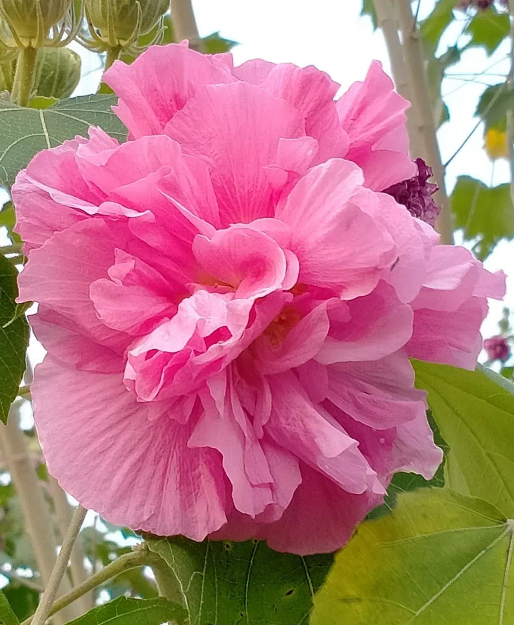 🌸Drunken Hibiscus - Changes Color Three Times a Day