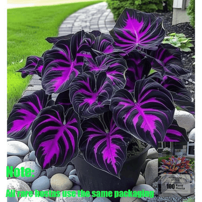 🌿Garden Favorite Hosta Bulbs – Lush Foliage, Shade-Loving Perennial Garden Plants🪴