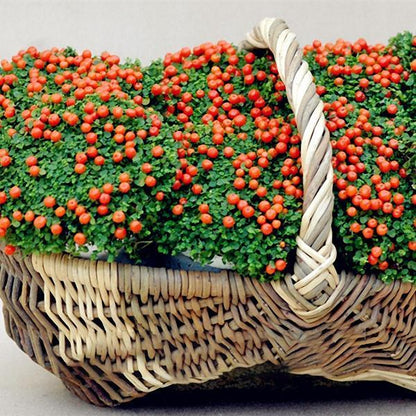 Egrow 50Pcs(100Pcs)/Bag Lamp Beads Grass Seeds Flower Seeds Garden Bonsai Plant for Home Garden Plants