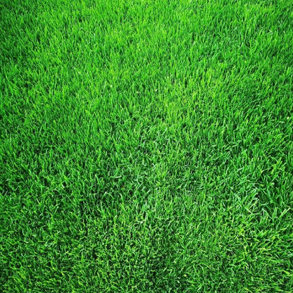 🌱 Evergreen dwarf grass seed for four seasons | Create your perfect lawn here