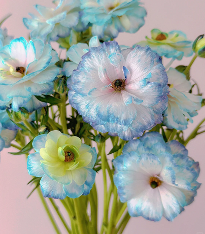 Light Blue Butterfly Peony Flower