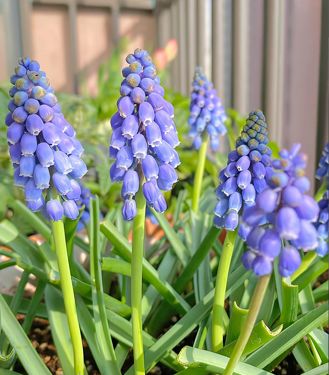 Grape Hyacinth Seeds