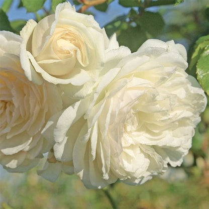[ Repeat Blooming]🌹Climbing Rose Seeds - Luck Rises