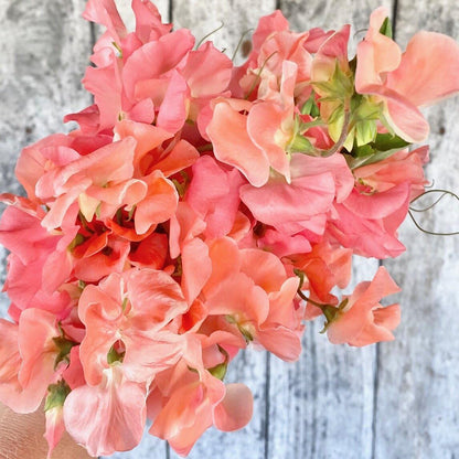SALMON CREAM SWEET PEA SEED