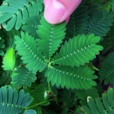 COLORFUL MIMOSA SEEDS