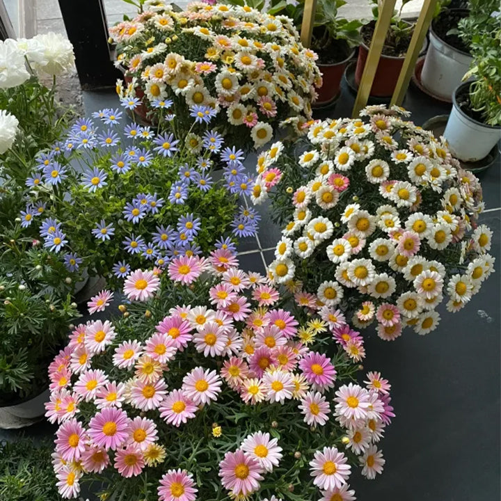 🌸Candy Chrysanthemum Seeds
