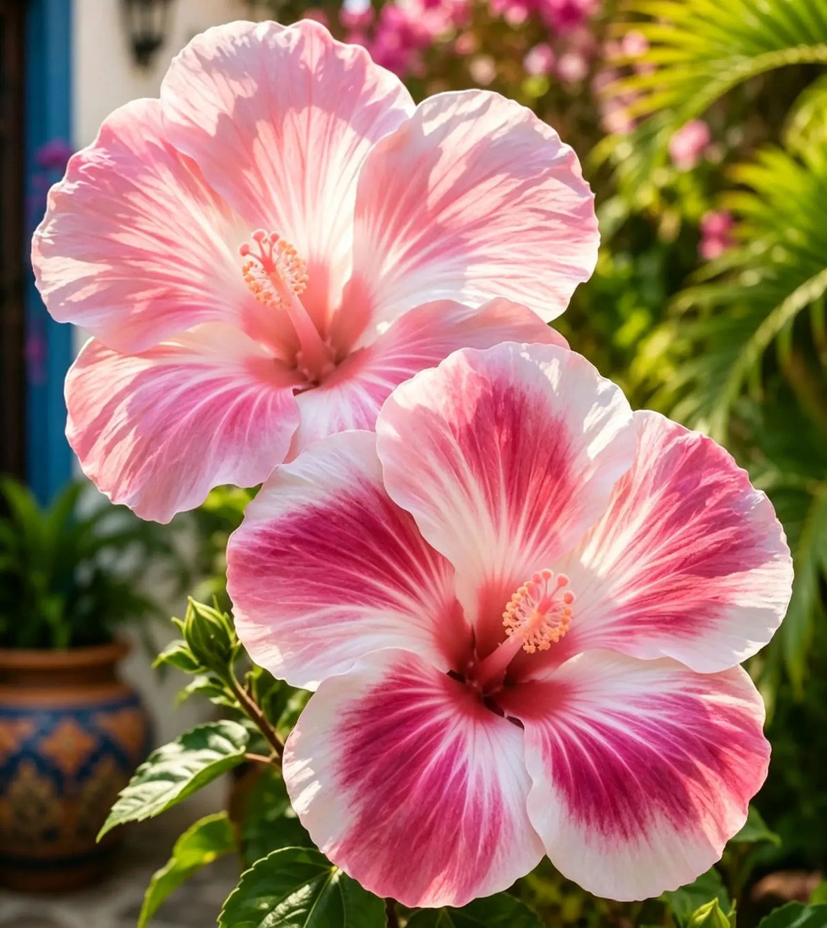 🌺 Rare Hibiscus Seeds – Year-Round Blooms in Pots