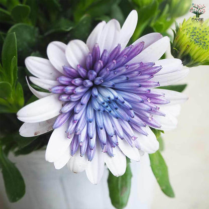 Marigold 'Sky Blue Misty Rain' seeds
