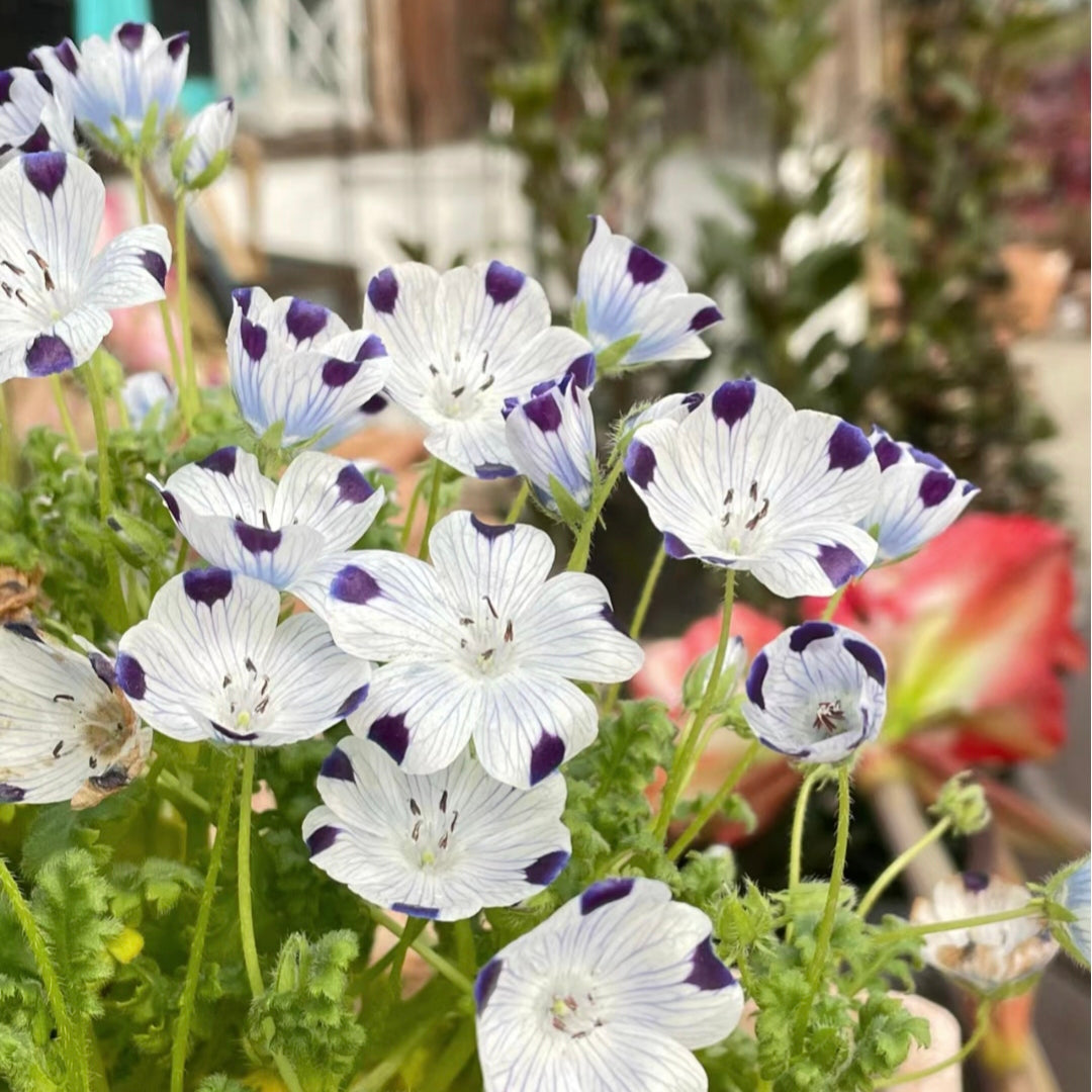 Nemophila-Baby Blue Eyes