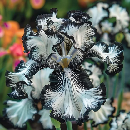 Celestial Frost-Rare Iris Bulbs⚜️