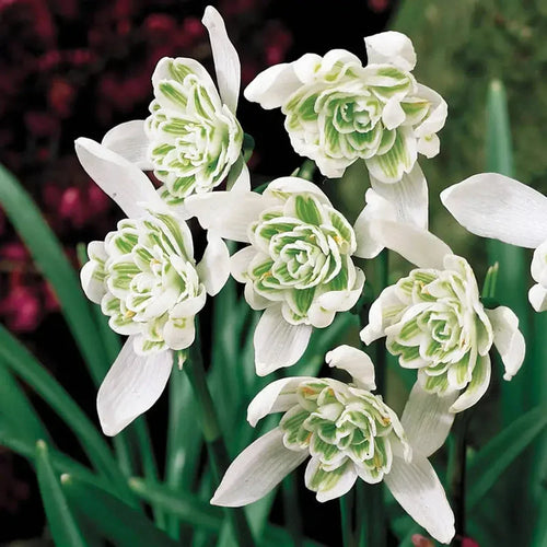 Double Snowdrops