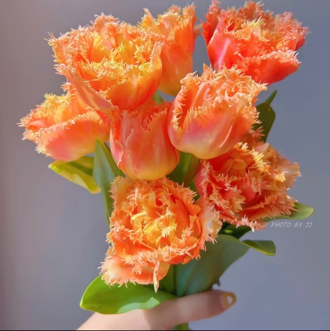Bonsai Rare Color Tulip Seeds