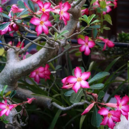 Pink Lady🌺Desert Rose Seeds
