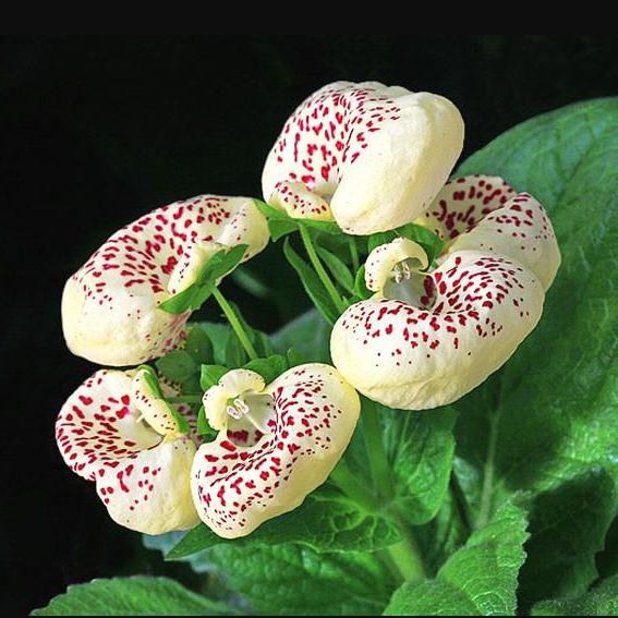 Calceolaria  Crenatiflora Seeds