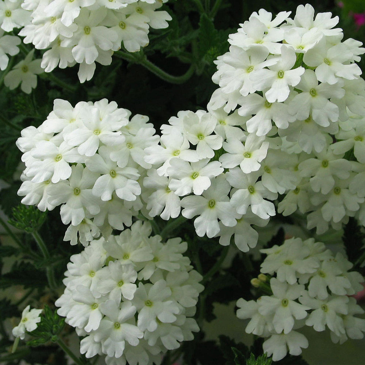 💐Garden Verbena Seeds