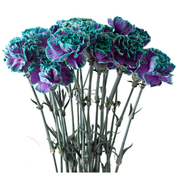 Mixed Color Carnations
