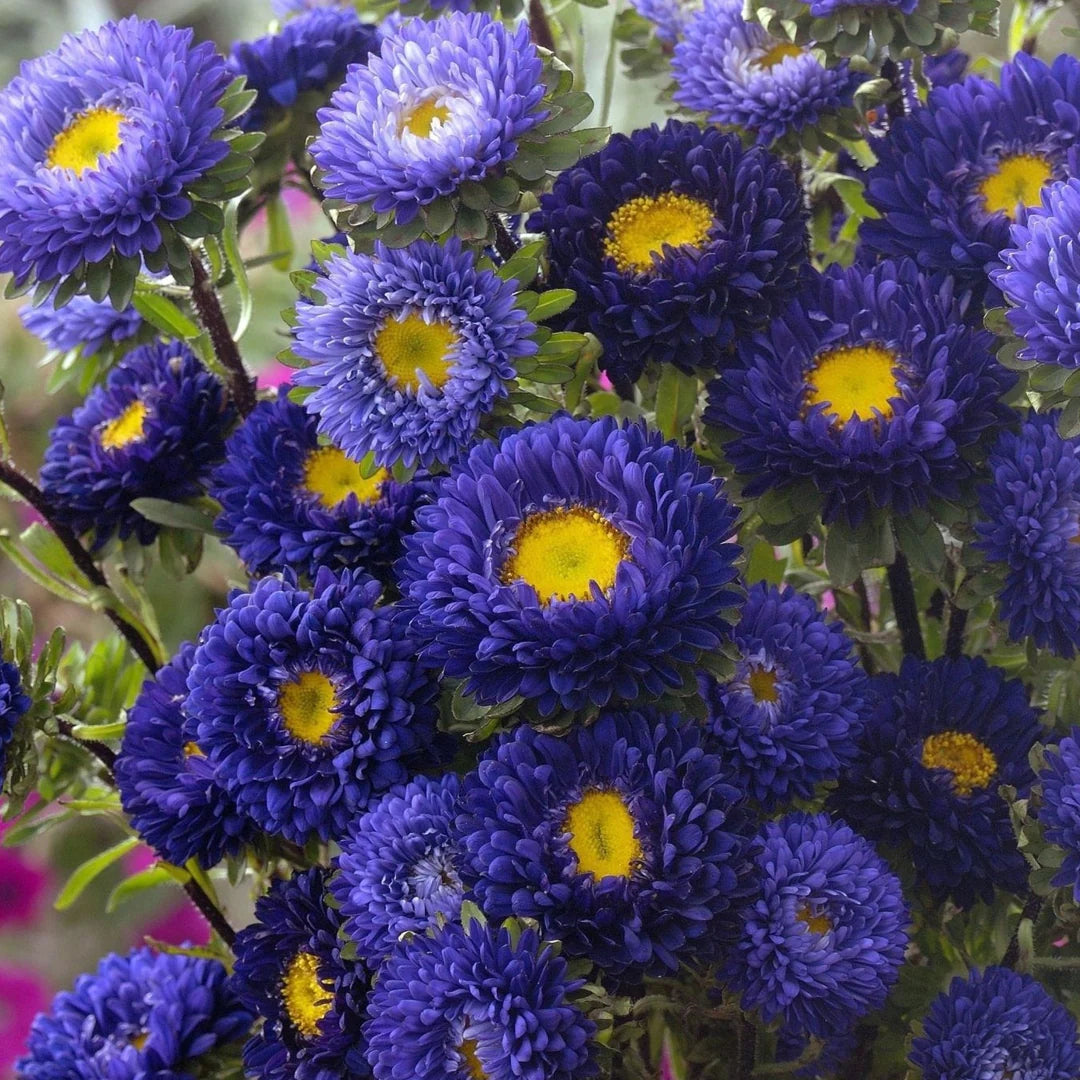 Aster China Matsumoto Blue Flower