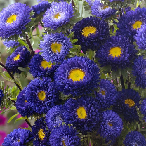 Aster China Matsumoto Blue Flower