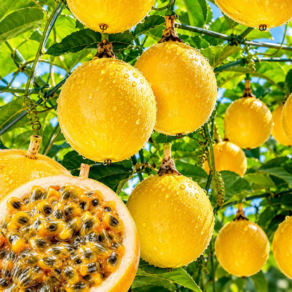 💛 Golden Passion Fruit Seeds – Sweet, Juicy & Delicious