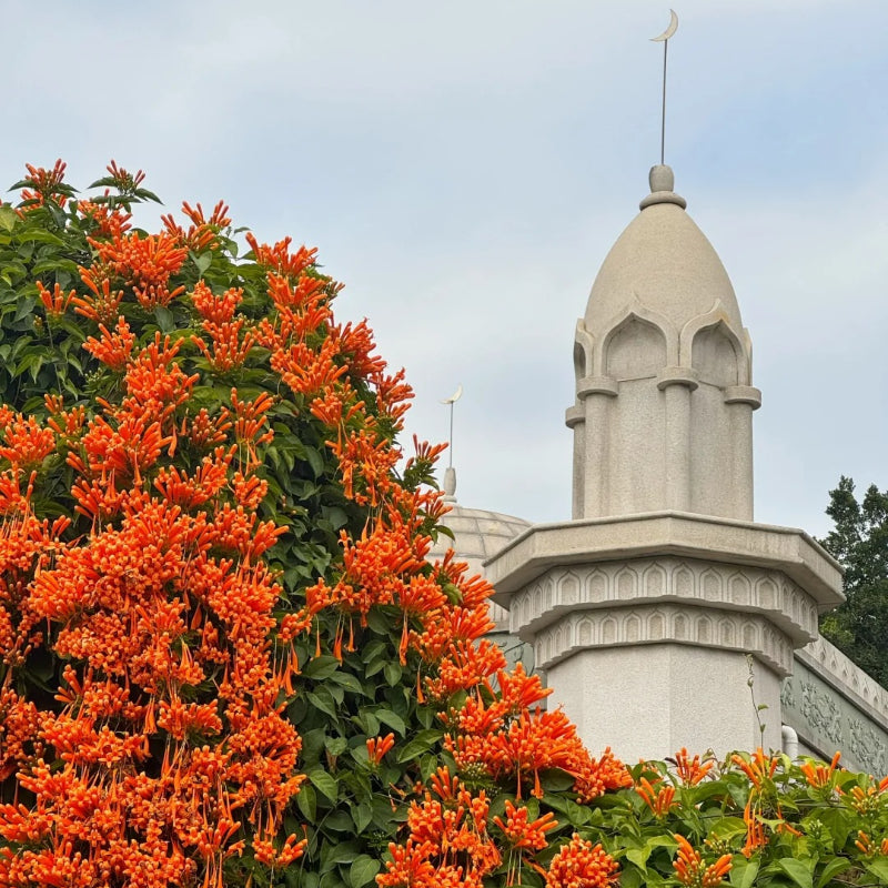 🧡Pyrostegia Venusta Flower