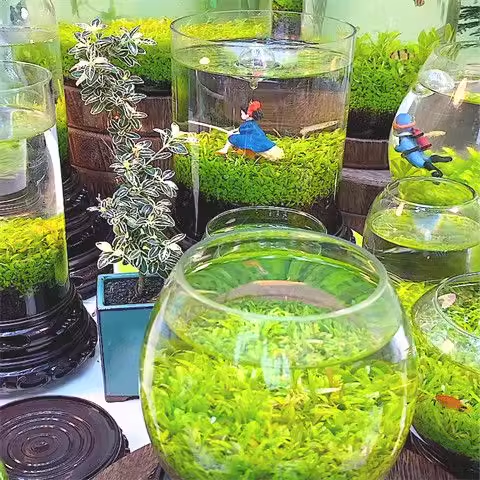 Aquatic Plant Seed Ecological Fish Tank