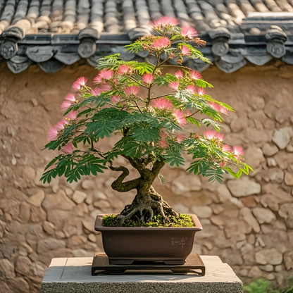 Silktree Albizziae Flower