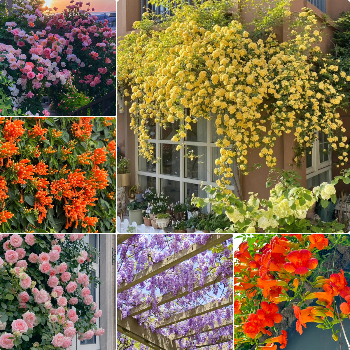 Climbing Plants Mix Seeds