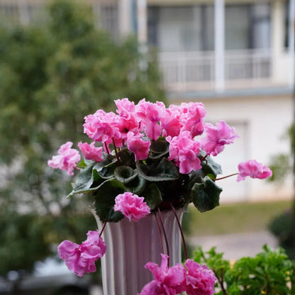 🌸 Fragrant Cyclamen Bulbs-Sweet Scent, Simple Care