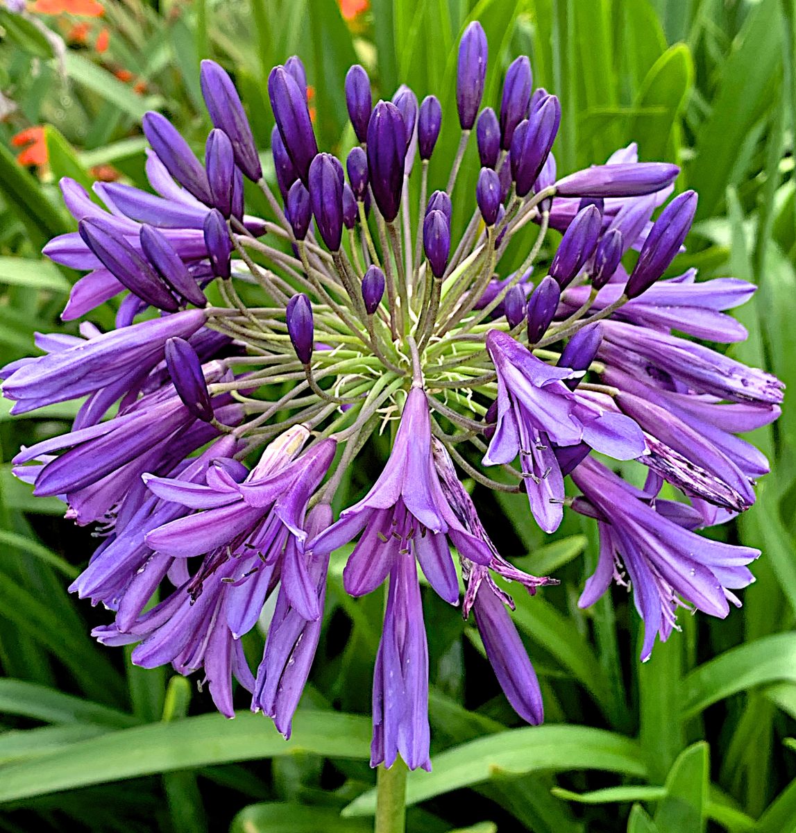 Agapanthus africanus 'Poppin Purple'