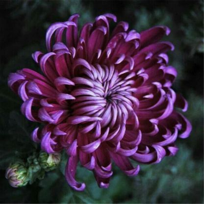 🌺The Flower of Elegance🌼Giant Chrysanthemum Seeds