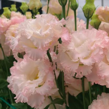🌺Lisianthus - Sincere Love