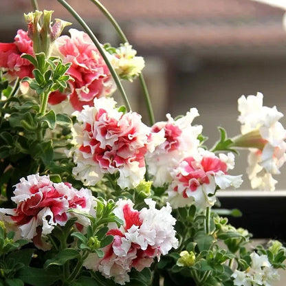 Double Petunia Seeds