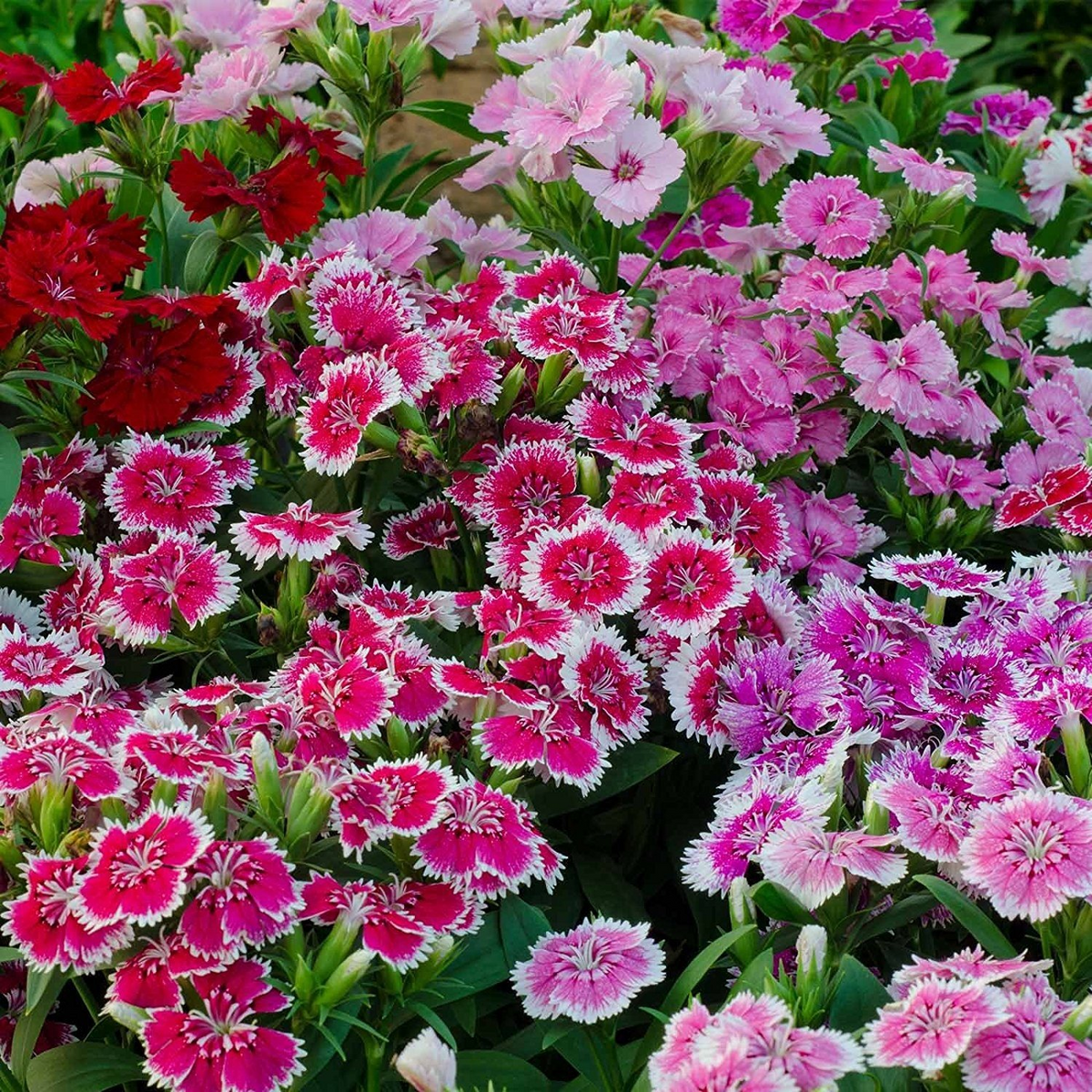 Dianthus Corona Mixed Seeds