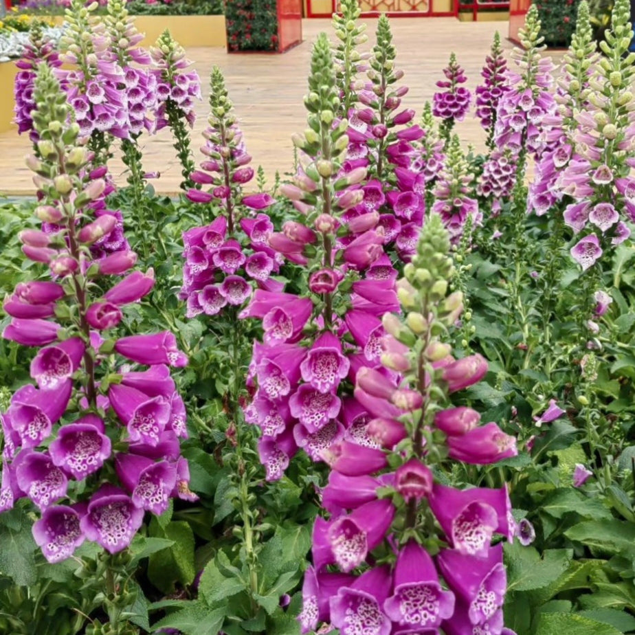 Foxglove Seeds Digitalis Purpurea Seeds