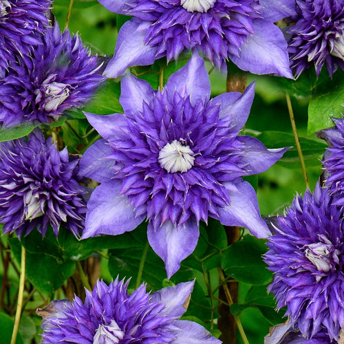 Clematis Seeds