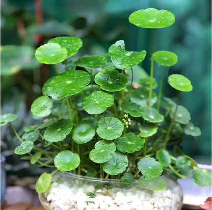 Hydrocotyle Vulgaris Seeds