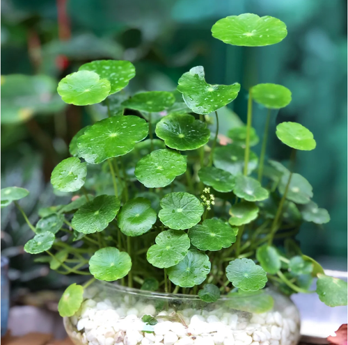 Hydrocotyle Vulgaris Seeds