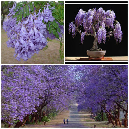 Jacaranda Seeds