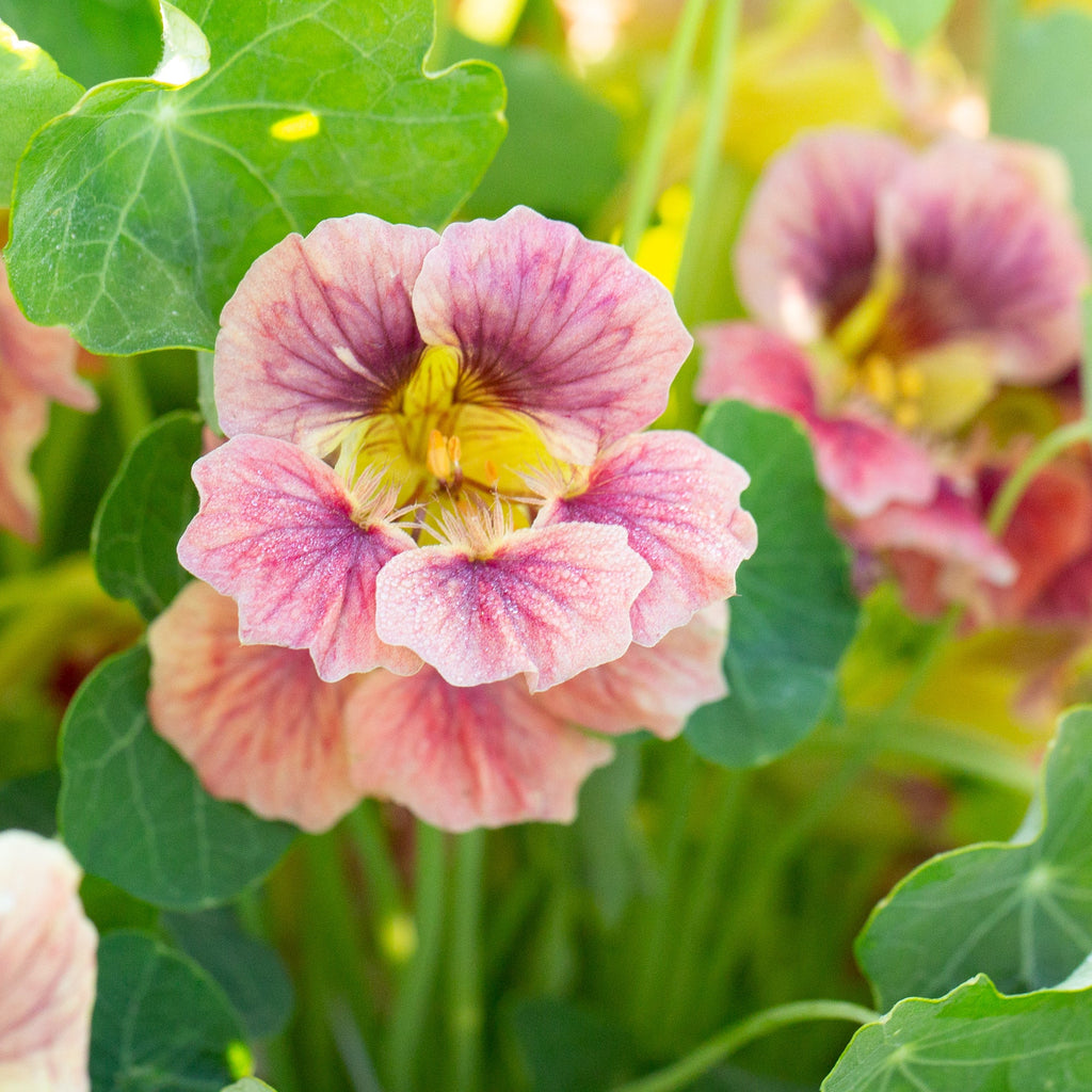Nasturtium Seeds