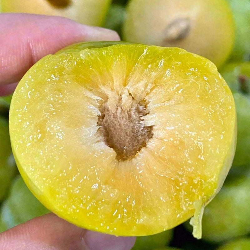 Yellow Plum Seeds Sugar Plum