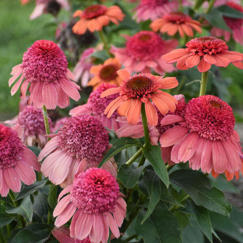 Echinacea 'Rainbow Sherbet' (Coneflower)