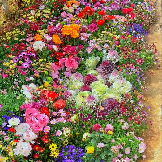 All Perennial Wildflower Seed Mix - Rainbow Garden